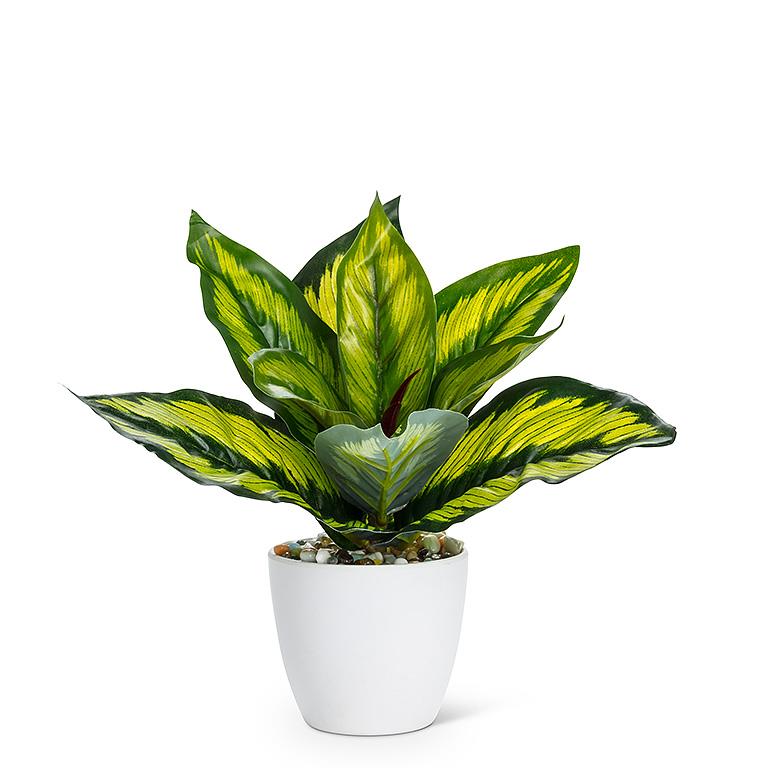 Medium Varigated Leaf Plant