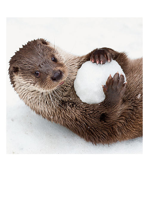 Otter Snowball Christmas Card