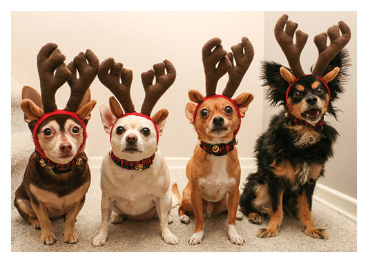 Reindogs Christmas Card