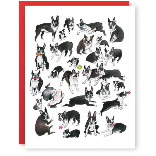 Boston Terrier Card